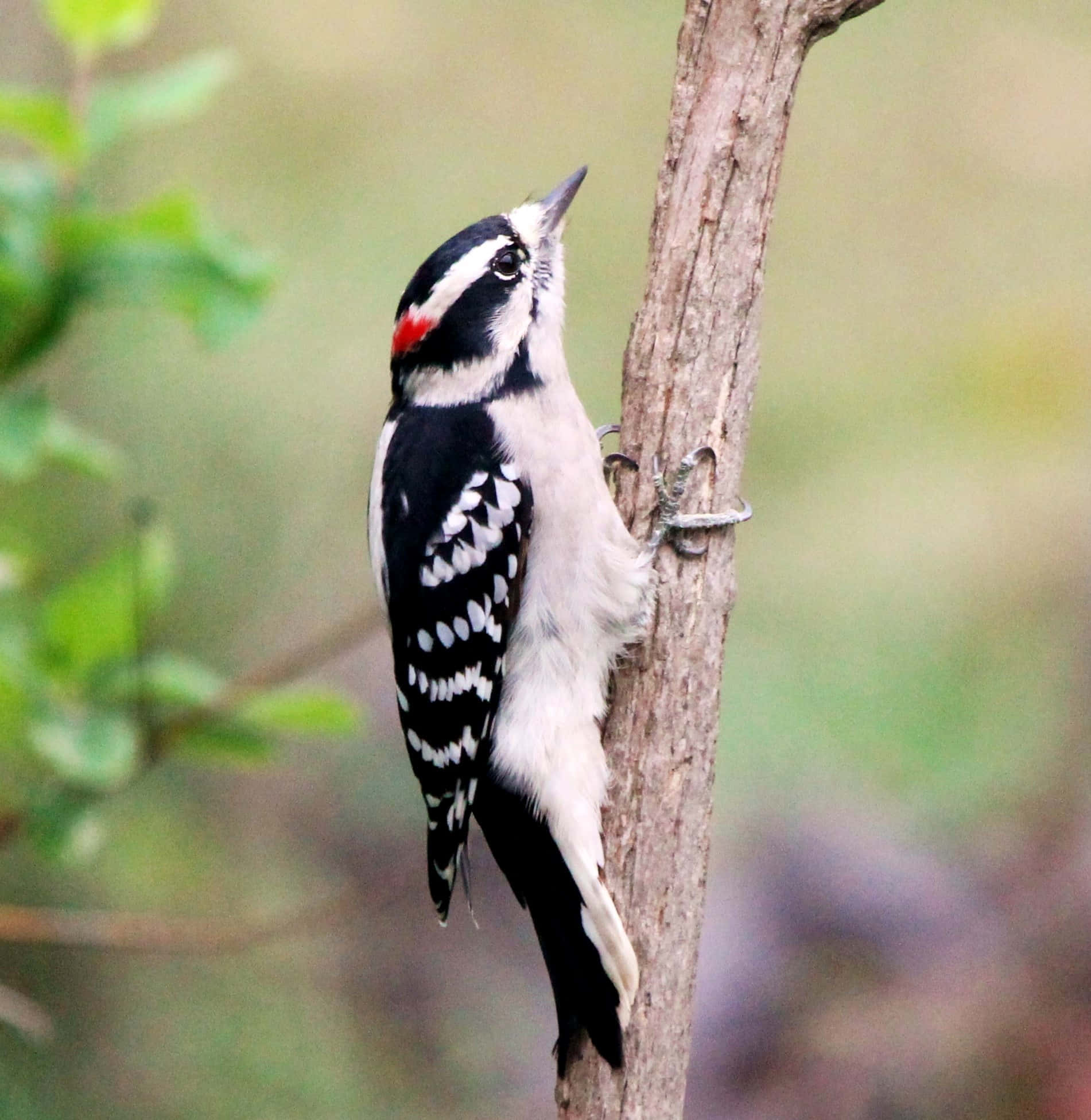 woodpecker 桌布 壁紙 — 一隻雄性絨毛啄木鳥，頭頂有紅色冠羽，棲息在樹幹上，沐浴在柔和自然光中。