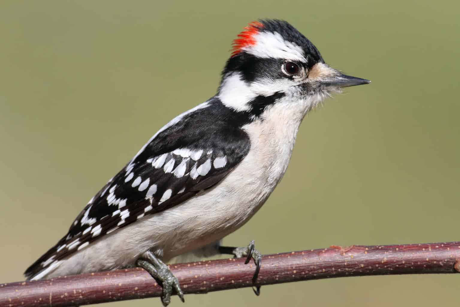 woodpecker 桌布 壁紙 — 一隻雄性絨毛啄木鳥警覺地棲息在一根紅褐色的小枝上，背景是柔和的綠色。