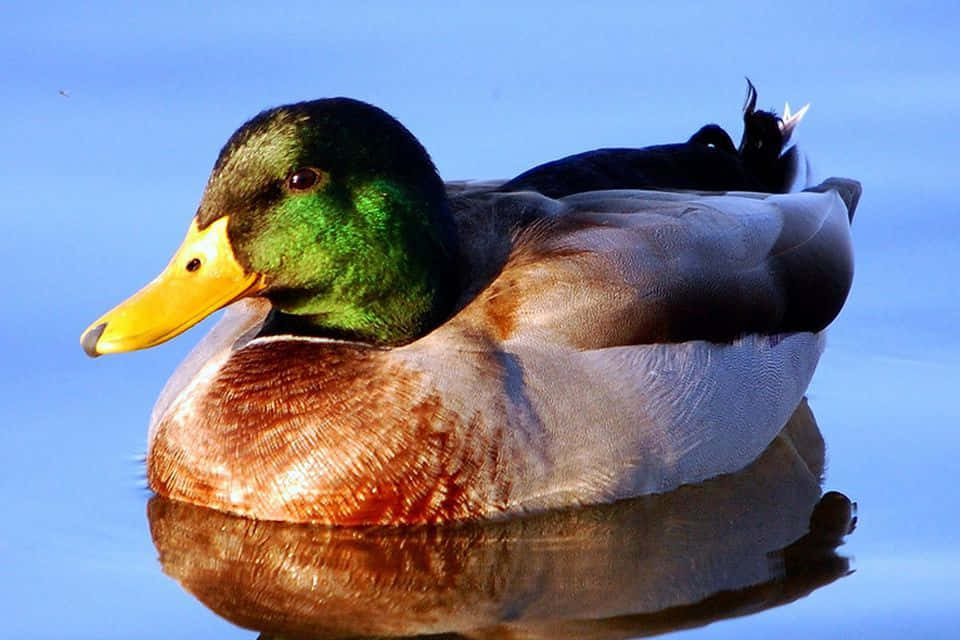 Mallard Duck 桌布 壁紙 — 一隻雄性綠頭鴨，擁有虹彩綠色頭部和黃色喙，平靜地漂浮在平靜的藍色水面上，水面反射出其鮮豔的羽毛。