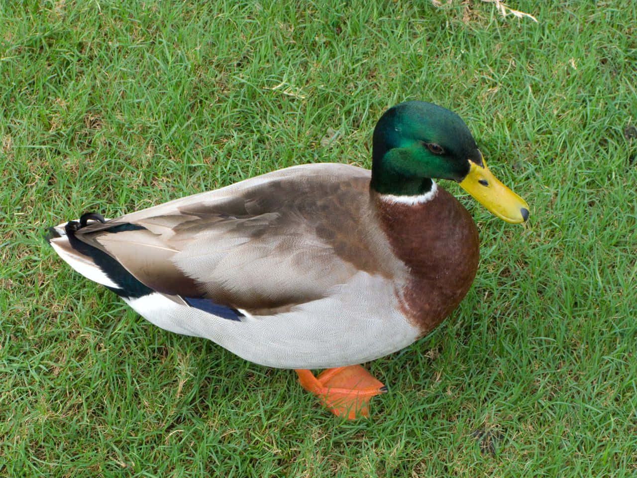 Mallard Duck 桌布 壁紙 — 一隻雄性綠頭鴨，擁有虹彩綠色頭部和黃色喙，警覺地站在鮮綠色的草地上。