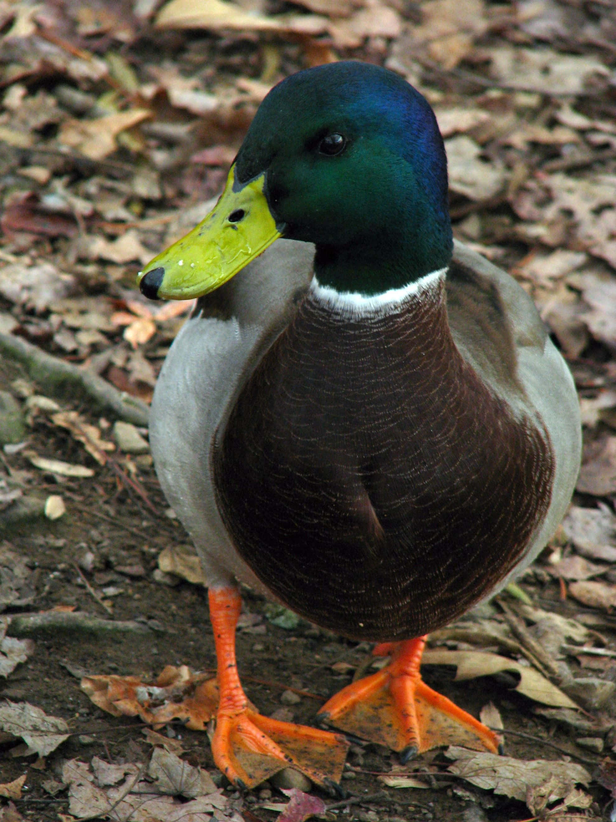 Mallard Duck 桌布 壁紙 — 一隻雄性綠頭鴨，擁有虹彩綠色頭部和亮橙色腳掌，警覺地站在落葉中。