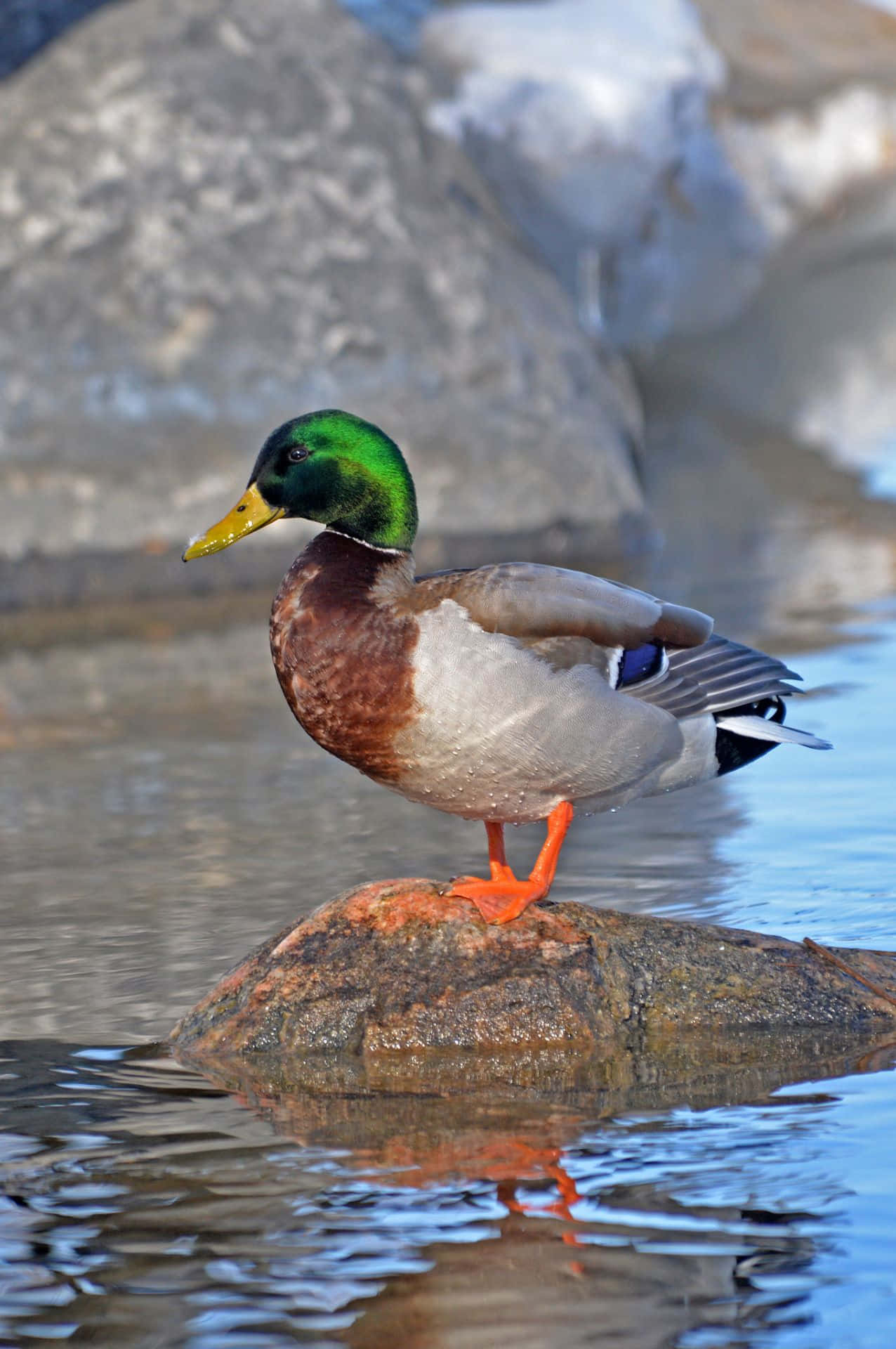 Mallard Duck 桌布 壁紙 — 一隻雄性綠頭鴨，擁有虹彩綠色頭部和橙色腳，在平靜的水中靠近灰色巨石，站在長滿苔蘚的石頭上保持平衡。