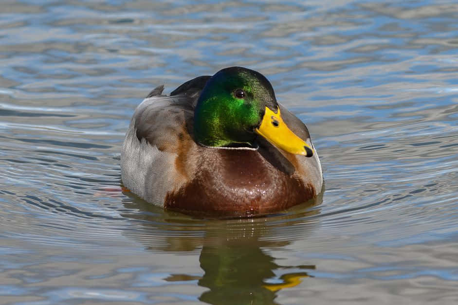 Mallard Duck 桌布 壁紙 — 一隻雄性綠頭鴨，擁有虹彩綠色頭部和黃色喙，平靜地漂浮在漣漪的藍色水面上。