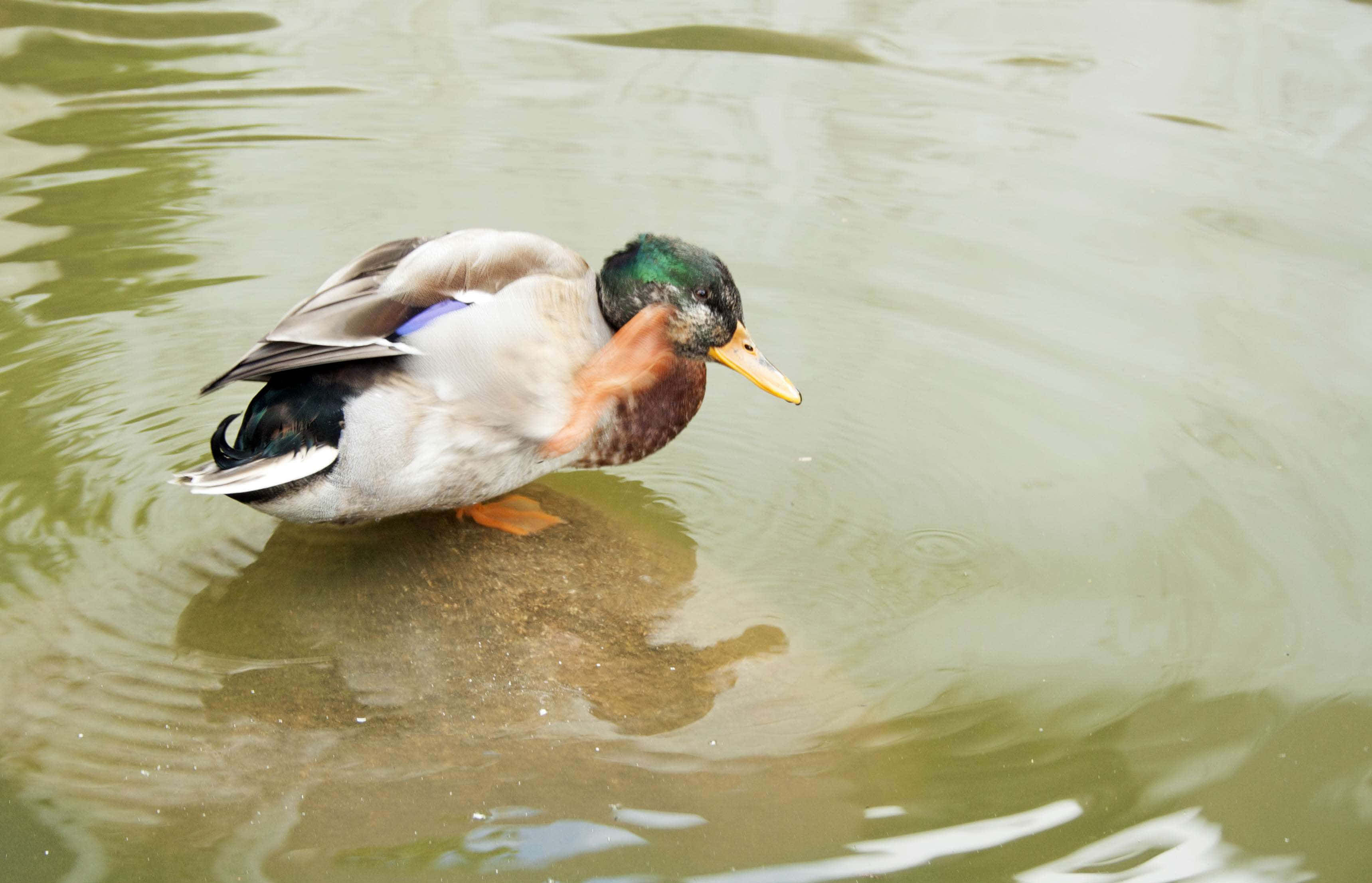 鴨子 桌布 壁紙 — 一隻雄性綠頭鴨，擁有虹彩般的綠色頭部和栗色胸部，在泛起漣漪的綠色水面上平靜地滑行。