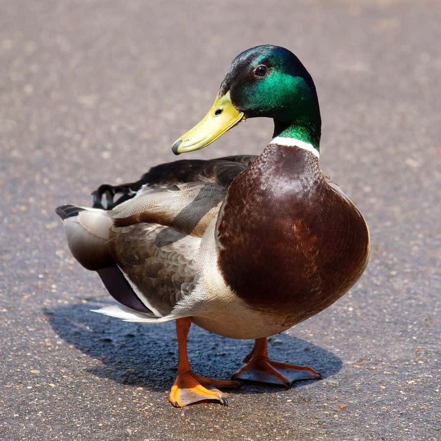 Mallard Duck 桌布 壁紙 — 一隻雄性綠頭鴨在明亮的陽光下警覺地站在瀝青上，擁有虹彩綠色的頭部、黃色的喙和橙色的腳。