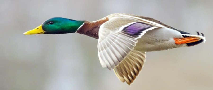 Mallard Duck 桌布 壁紙 — 一隻雄性綠頭鴨在柔和的模糊背景下展翅翱翔，姿態優雅。