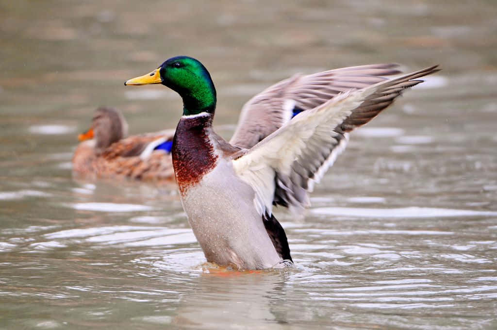 Mallard Duck 桌布 壁紙 — 一隻雄性綠頭鴨在泛起漣漪的水中展開翅膀，身後可見一隻雌鴨。