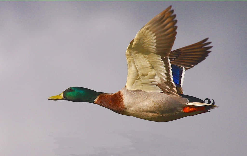 Mallard Duck 桌布 壁紙 — 一隻雄性綠頭鴨在淡灰色天空中展翅翱翔，展現出虹彩般的綠色頭部和栗色頸部。