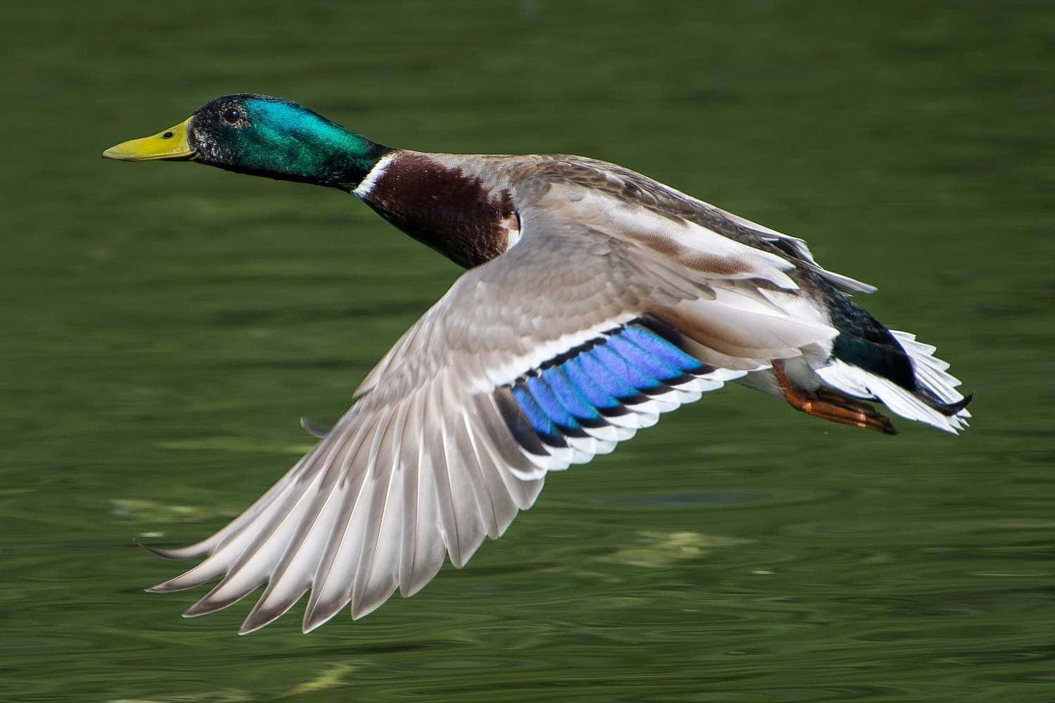 Mallard Duck 桌布 壁紙 — 一隻雄性綠頭鴨在綠色水面上優雅翱翔，翅膀張開，展現鮮豔的藍色翼羽。
