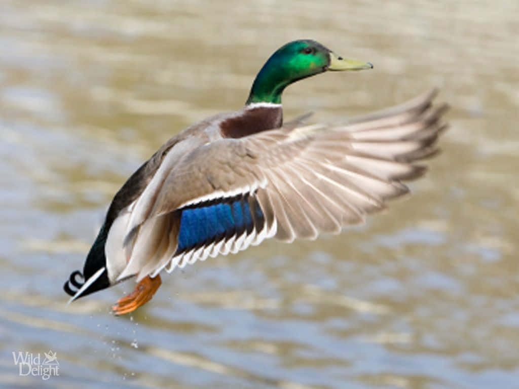 Mallard Duck 桌布 壁紙 — 一隻雄性綠頭鴨展翅飛翔於漣漪水面上，展現鮮綠色頭部和藍色翼斑。