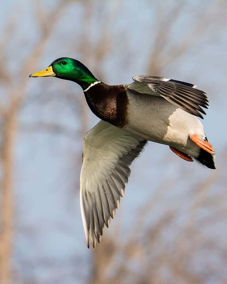 Mallard Duck 桌布 壁紙 — 一隻雄性綠頭鴨展開翅膀，在柔和的藍天和模糊的禿樹枝間優雅翱翔。
