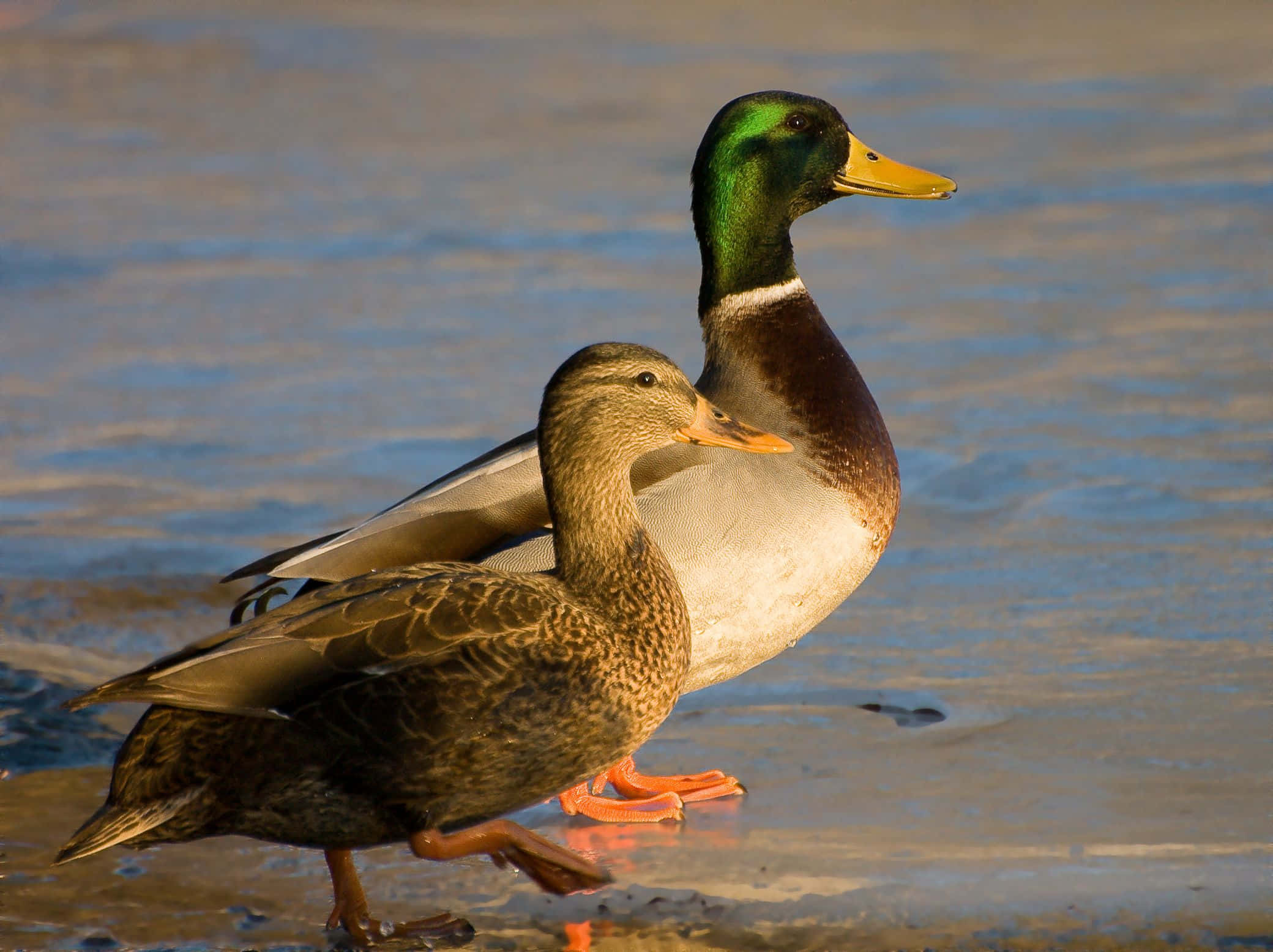 Mallard Duck 桌布 壁紙 — 一隻雄性與雌性綠頭鴨一起站在淺水中，水面反射金色陽光。