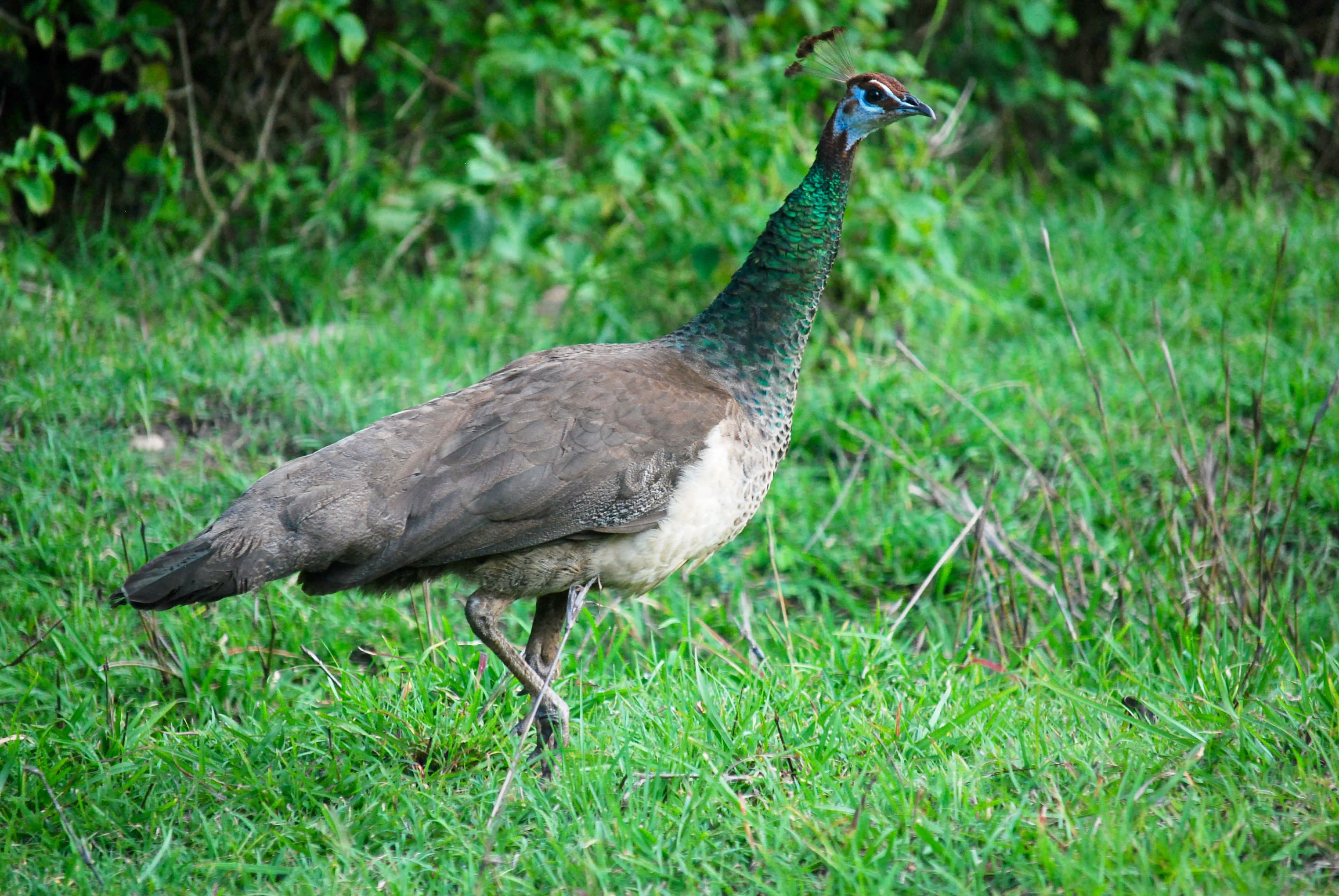 Peahen 桌布 壁紙 — 一隻雌孔雀，帶有虹彩綠色頸部和棕色身體，在茂密的綠色草地中行走，靠近多葉的灌木叢。