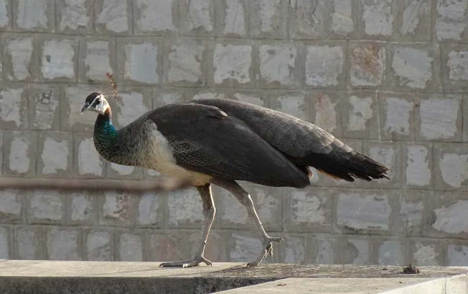 Peahen 桌布 壁紙 — 一隻雌孔雀在明亮的日光下，在風化的磚牆前的混凝土邊緣上優雅地行走。
