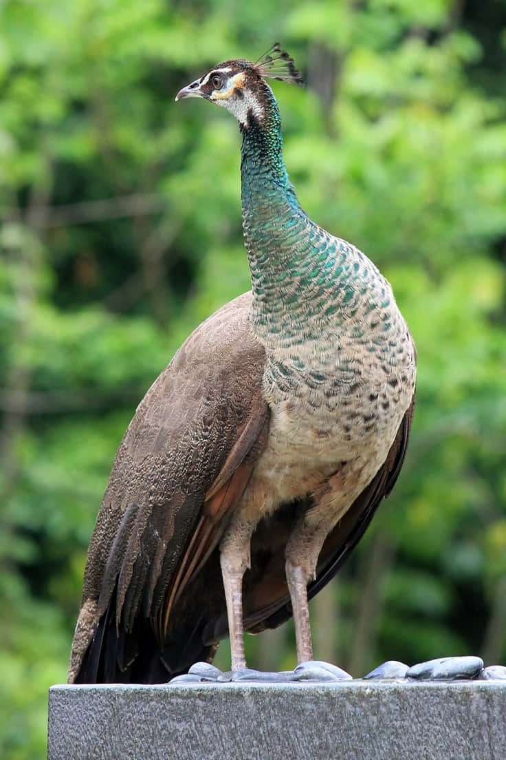 Peahen 桌布 壁紙 — 一隻雌孔雀平衡地站在石頭邊緣上，身後是柔焦的茂密綠色樹葉。