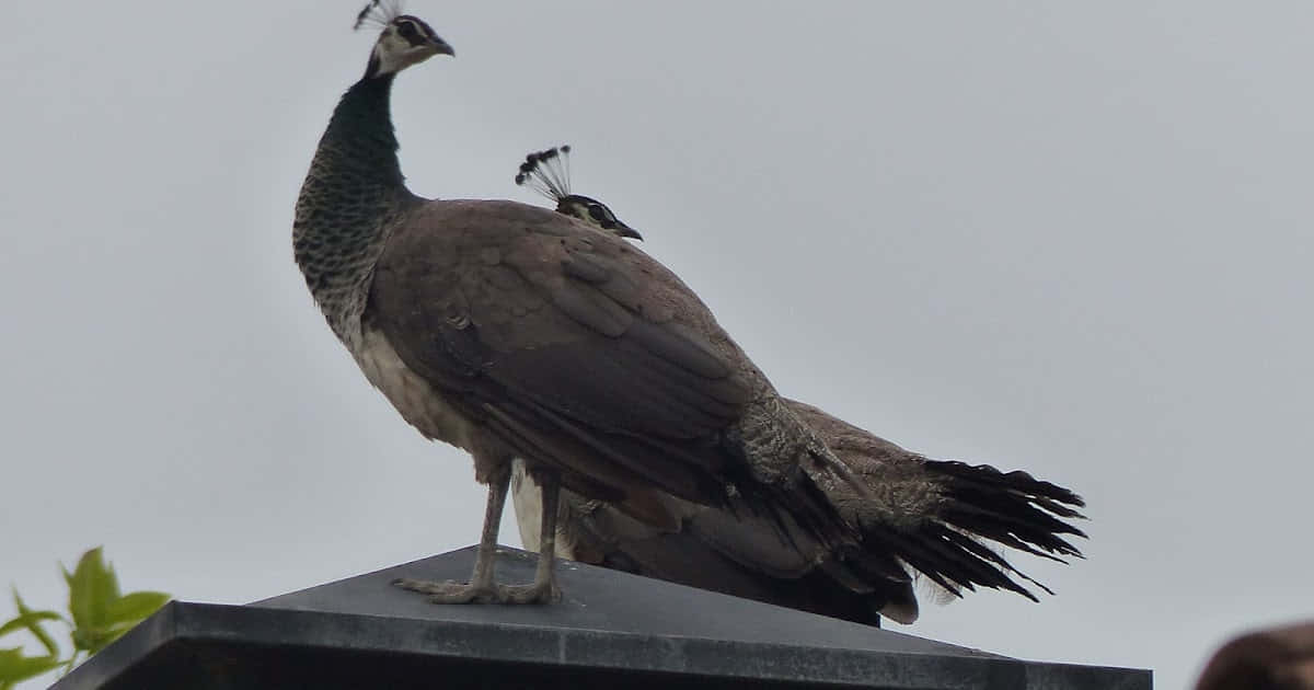 Peahen 桌布 壁紙 — 一隻雌孔雀平靜地棲息在深色石結構頂部，背景是蒼白的陰天，下方有隱約的綠色樹葉。