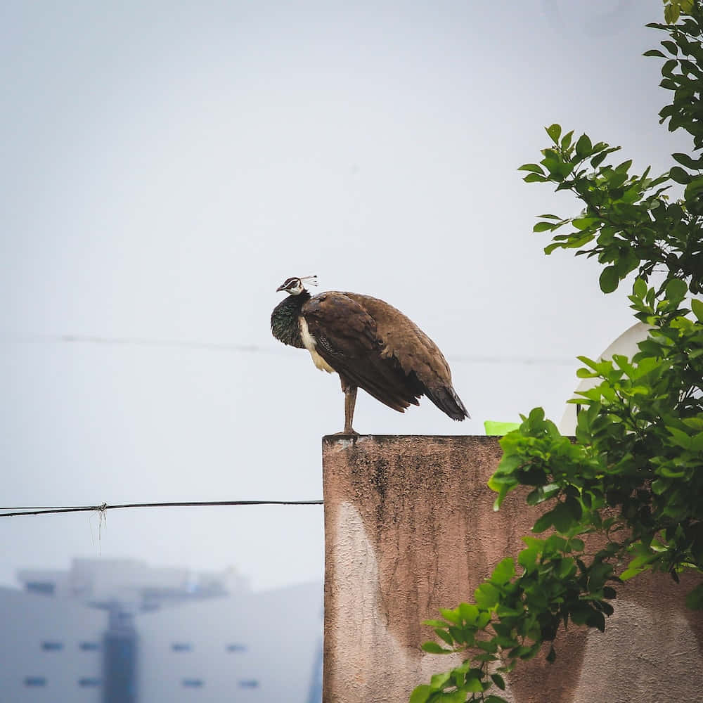 Peahen 桌布 壁紙 — 一隻雌孔雀平靜地棲息在風化的混凝土柱頂，旁邊是茂密的綠色植物，背景是朦朧的城市景色。