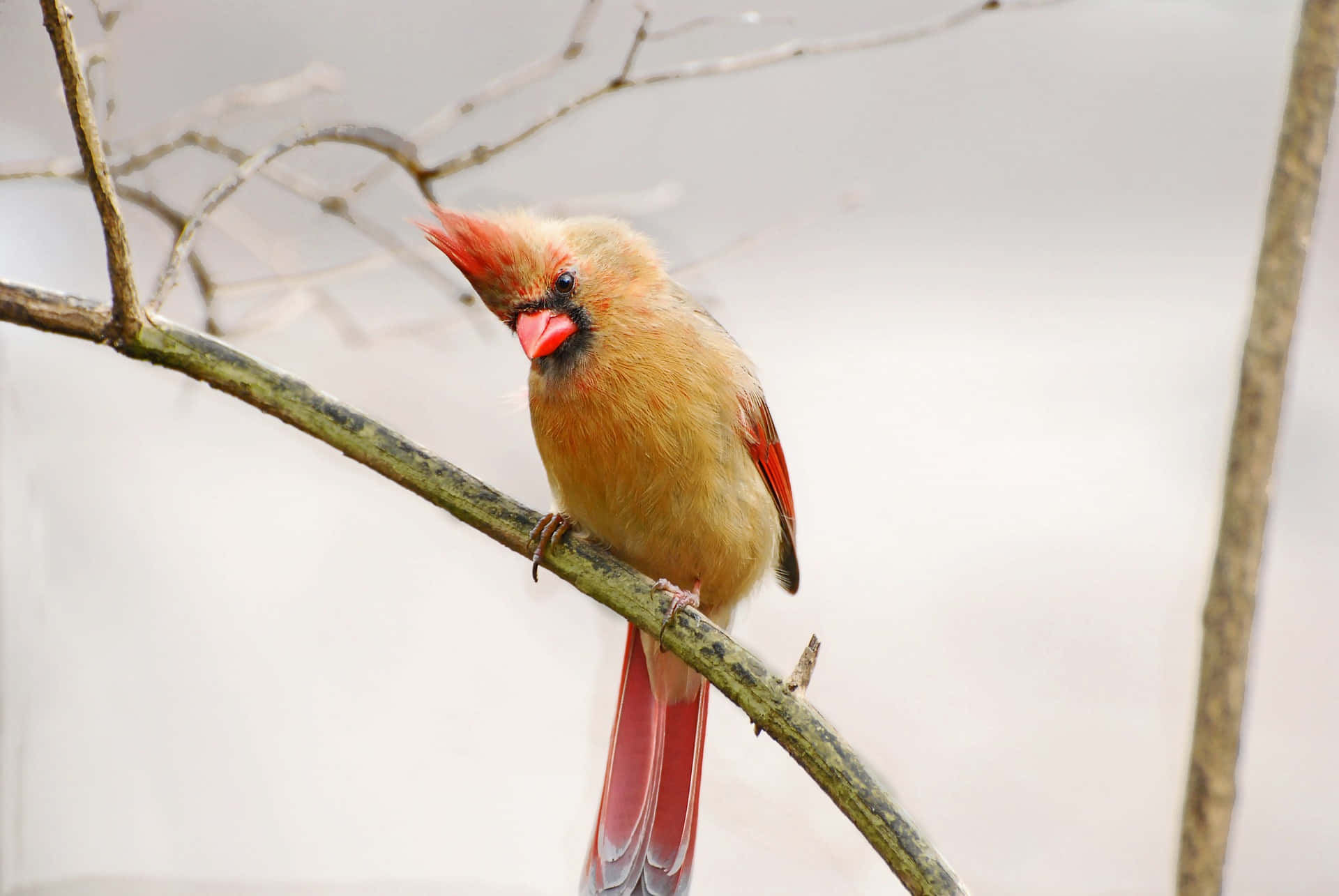 Cardinal 桌布 壁紙 — 一隻雌性紅衣主教鳥棲息在光禿的樹枝上，其紅褐色的羽毛和鮮紅色的喙在柔和的白色背景下格外突出。
