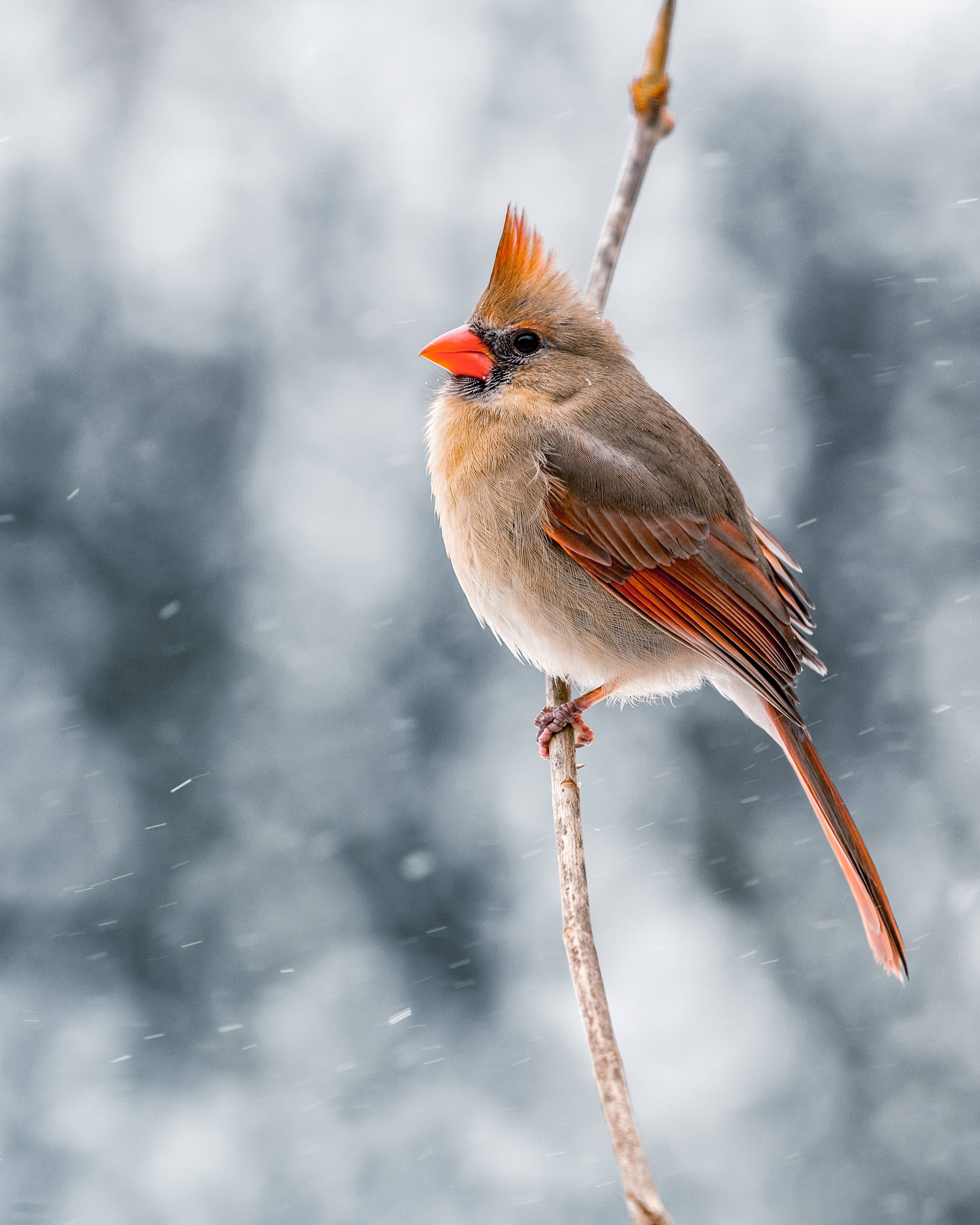 雪 桌布 壁紙 — 一隻雌性紅衣鳳頭鳥棲息在光禿的樹枝上，雪花在柔和的灰色冬季背景中飄落。