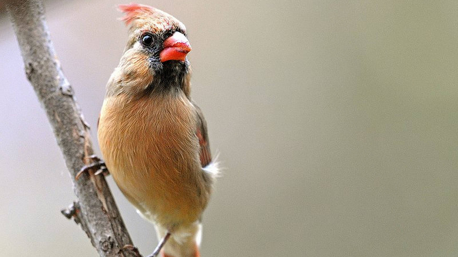 鳥 桌布 壁紙 — 一隻雌性紅雀棲息在光禿的樹枝上，背景柔和，突顯其微紅的冠和喙。