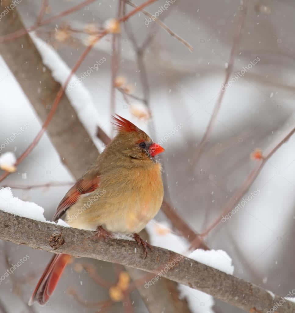 Cardinal 桌布 壁紙 — 一隻雌性紅雀棲息在灑滿雪的樹枝上，溫柔的雪花在她周圍飄落，構成寧靜的冬日景象。