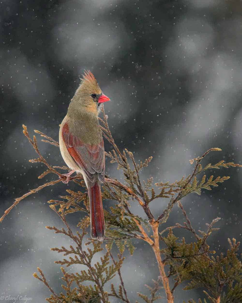 Cardinal 桌布 壁紙 — 一隻雌性紅雀棲息在積雪的常青樹枝上，背景是黑暗風暴的天空，雪花飄落。