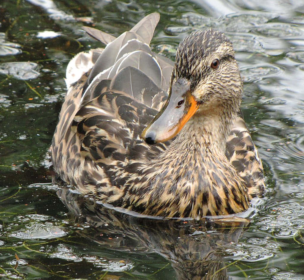 Mallard Duck 桌布 壁紙 — 一隻雌性綠頭鴨，羽毛呈斑駁的棕色，平靜地滑過波光粼粼的綠色水面。