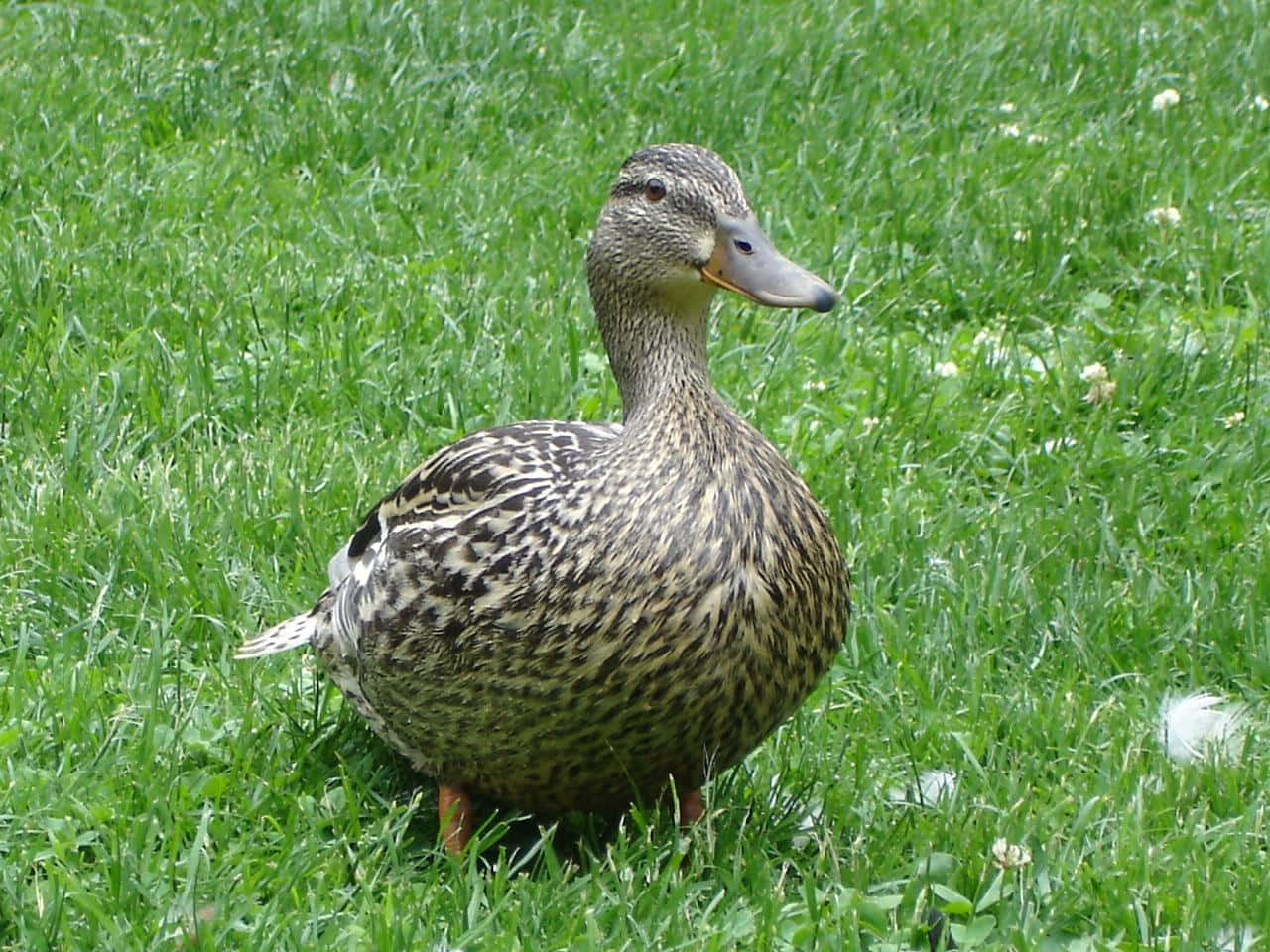 Cute Duck 桌布 壁紙 — 一隻雌性綠頭鴨在點綴著小白花的鮮綠色草地上警覺地站立。