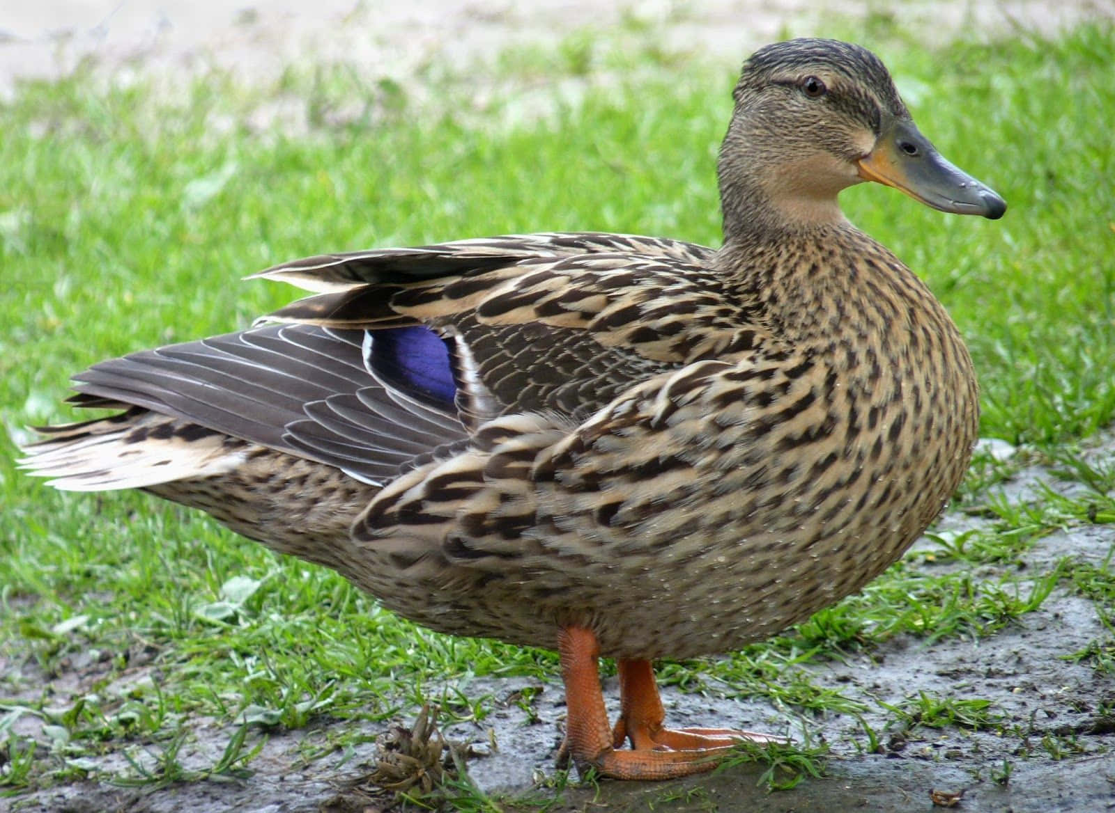 Mallard Duck 桌布 壁紙 — 一隻雌性綠頭鴨警覺地站在泥濘的地面上，旁邊是鮮綠色的草，展示出詳細的羽毛圖案和橙色的腳。