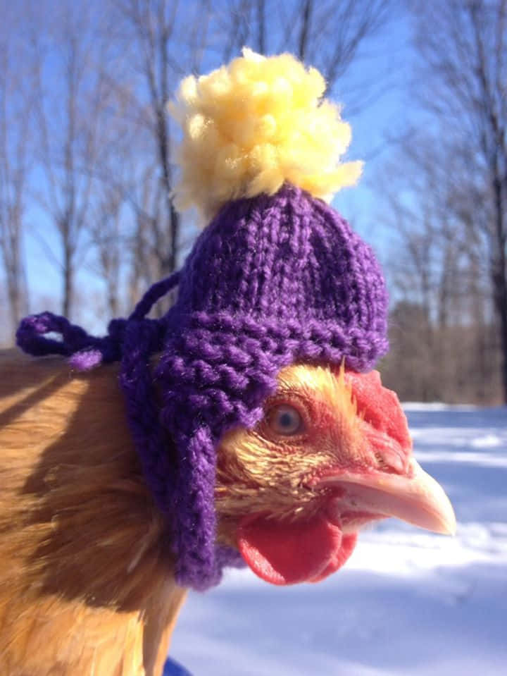 動物 桌布 壁紙 — 一隻雞戴著紫色針織帽，帽上有黃色絨球，以雪白的冬日背景為襯的特寫。