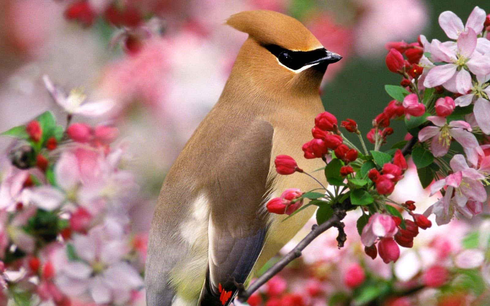 Kawaii Bird 桌布 壁紙 — 一隻雪松太平鳥優雅地棲息在裝飾著鮮豔粉紅色和紅色花朵的樹枝上，背景是柔和模糊的花卉背景。