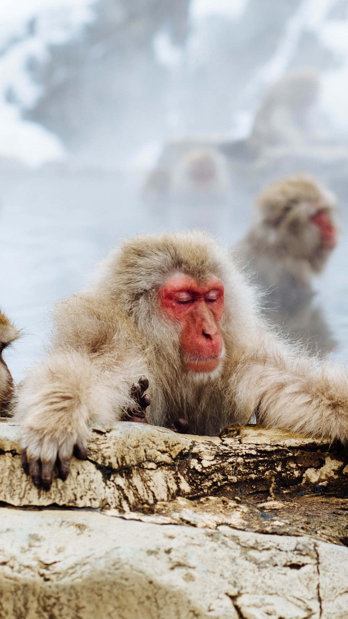 Monkey iPhone 桌布 壁紙 — 一隻雪猴在白雪覆蓋的蒸氣溫泉邊閉目放鬆。