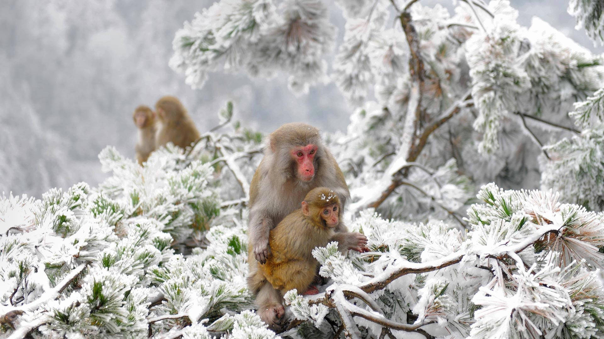 寒冷 桌布 壁紙 — 一隻雪猴媽媽在白雪覆蓋的松樹枝間懷抱著牠的寶寶，在寧靜的冬季森林裡。