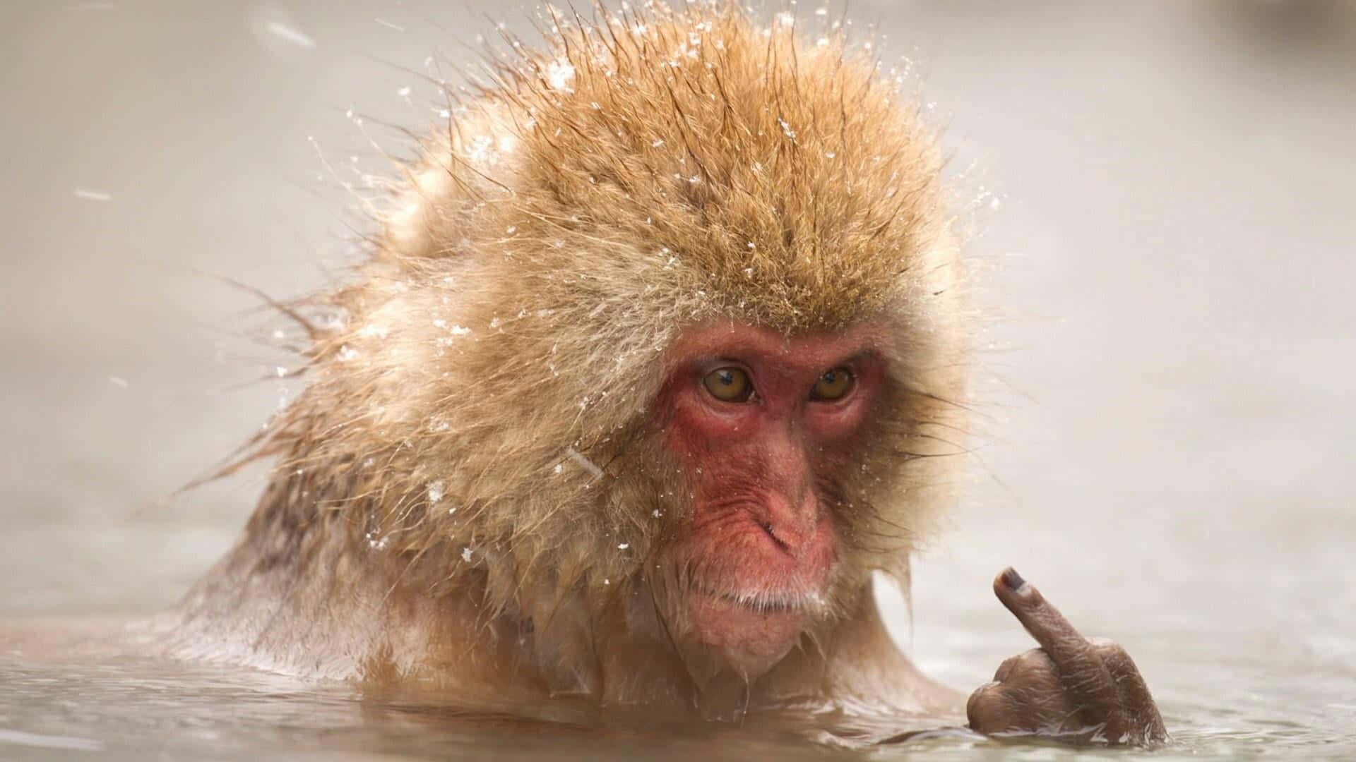 rude 桌布 壁紙 — 一隻雪猴浸在冒煙的溫泉水中，一手挑釁地舉起做出中指手勢。