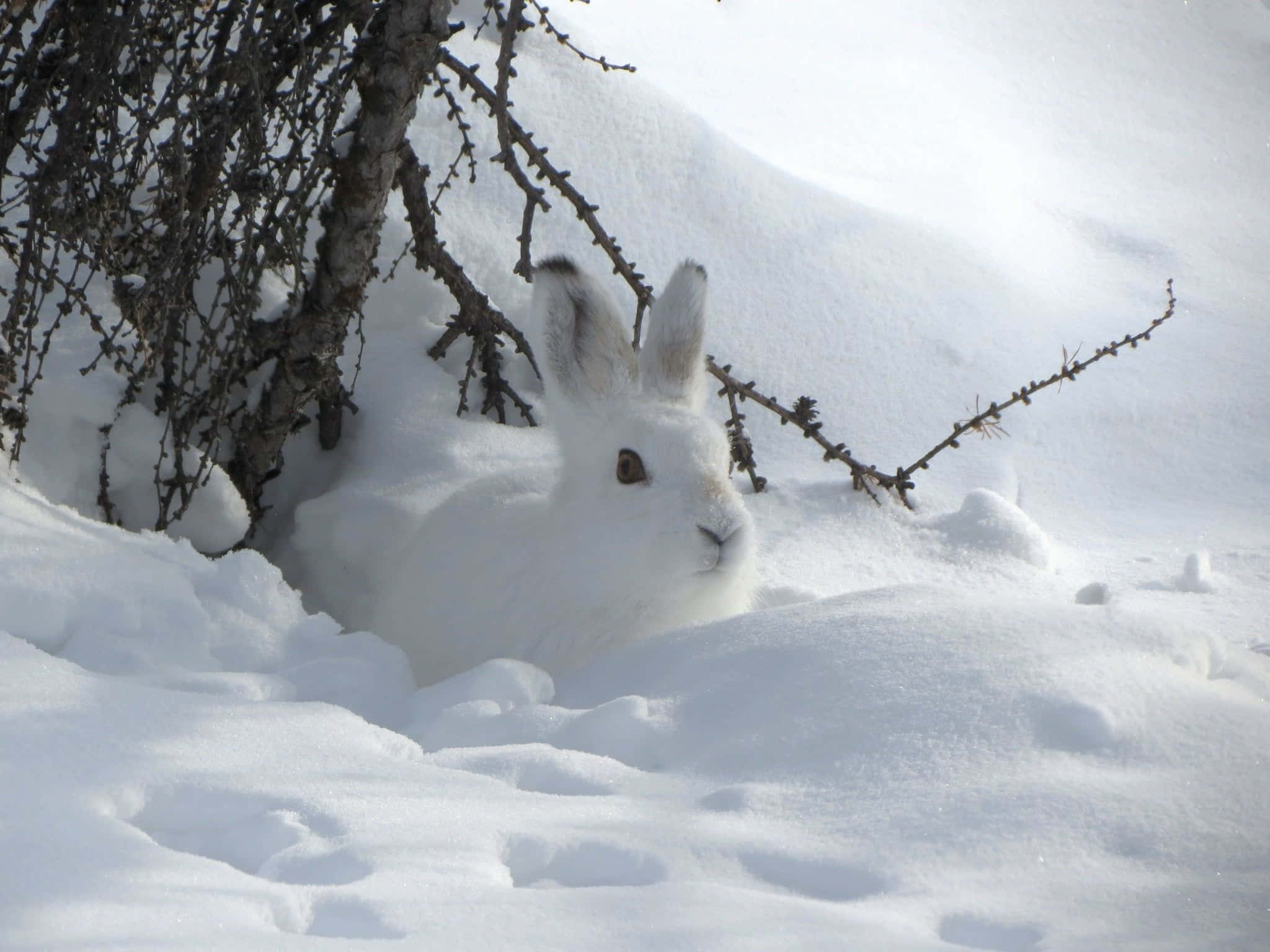 兔子 桌布 壁紙 — 一隻雪白的野兔在深冬積雪中，於灌木的禿枝旁靜靜休息。