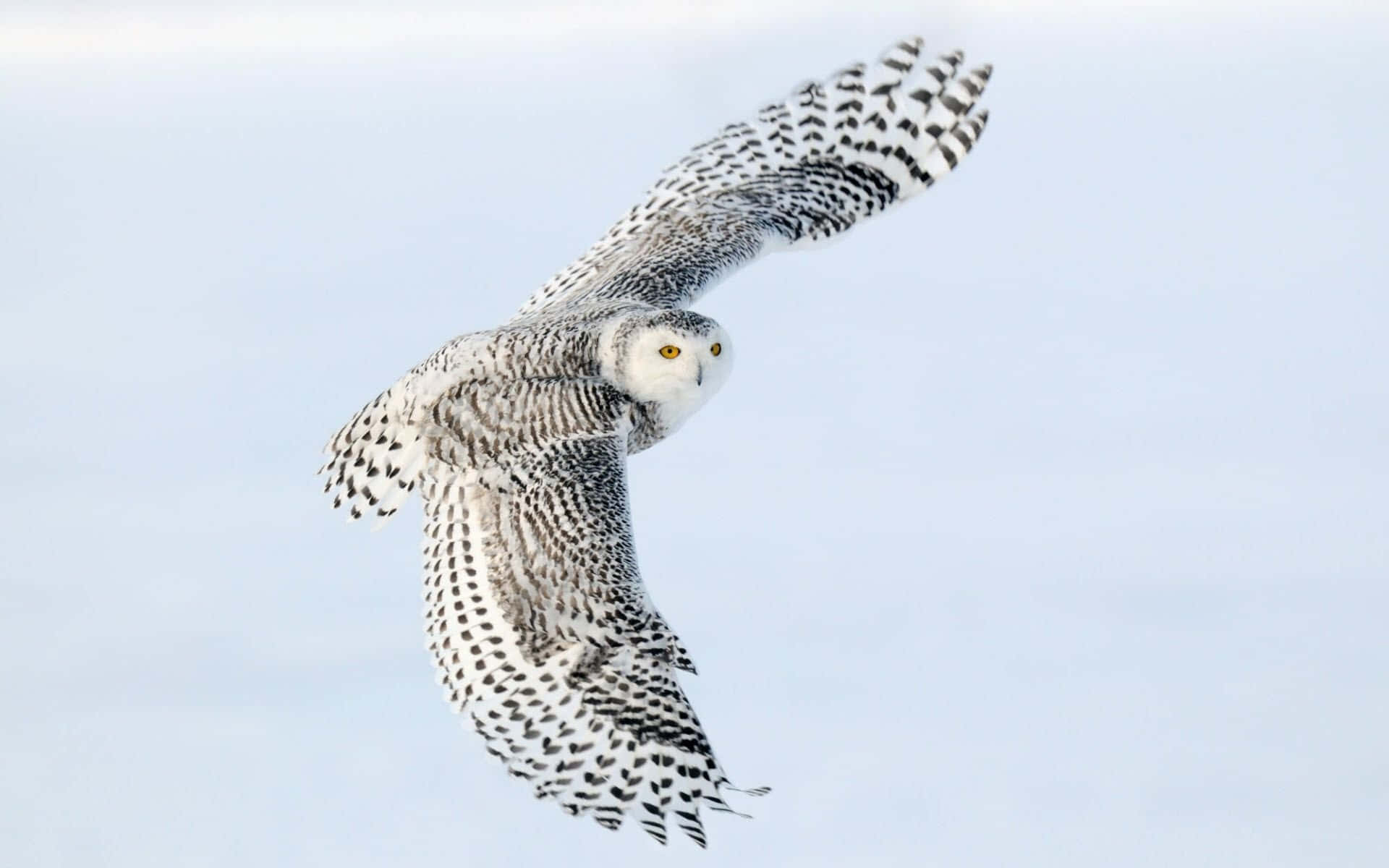 Snowy Owl 桌布 壁紙 — 一隻雪鴞優雅地飛過蒼白的冬日天空，翅膀張開，映襯著柔和的藍色背景。