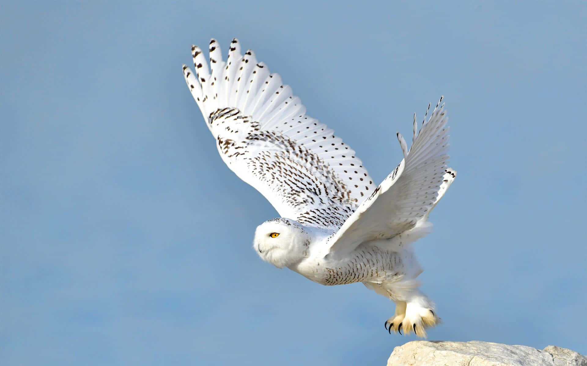 Snowy Owl 桌布 壁紙 — 一隻雪鴞在岩石露頭上方，張開寬闊的翅膀，翱翔於清澈的藍天之中。