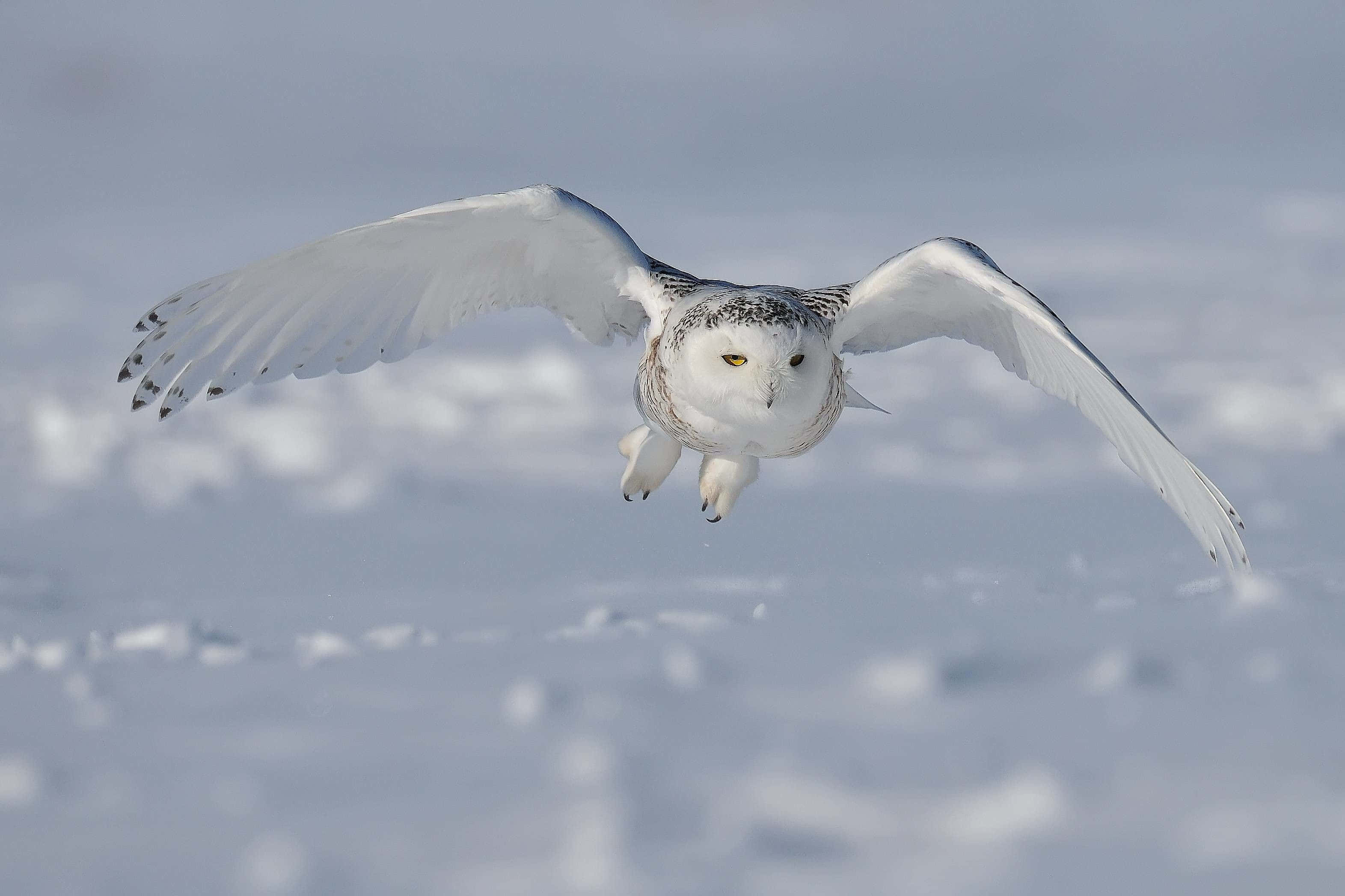 Snowy Owl 桌布 壁紙 — 一隻雪鴞在廣闊的雪原上低飛，雙翼展開，襯著柔和的藍天。
