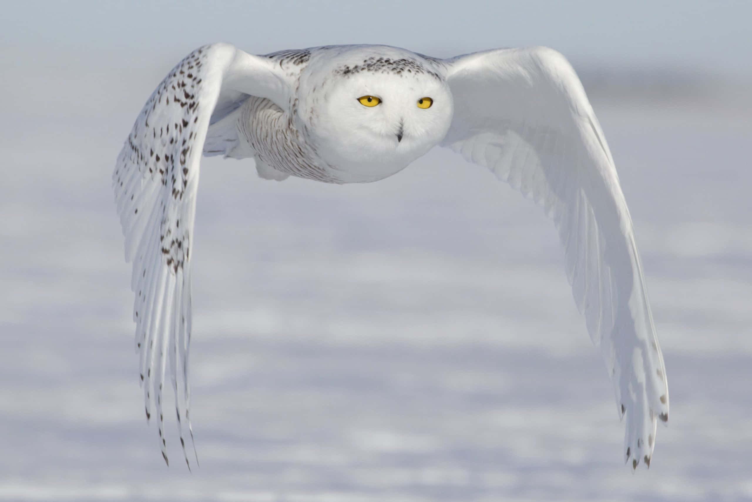 Snowy Owl 桌布 壁紙 — 一隻雪鴞在柔軟的雪景背景下優雅地翱翔，翅膀張開。