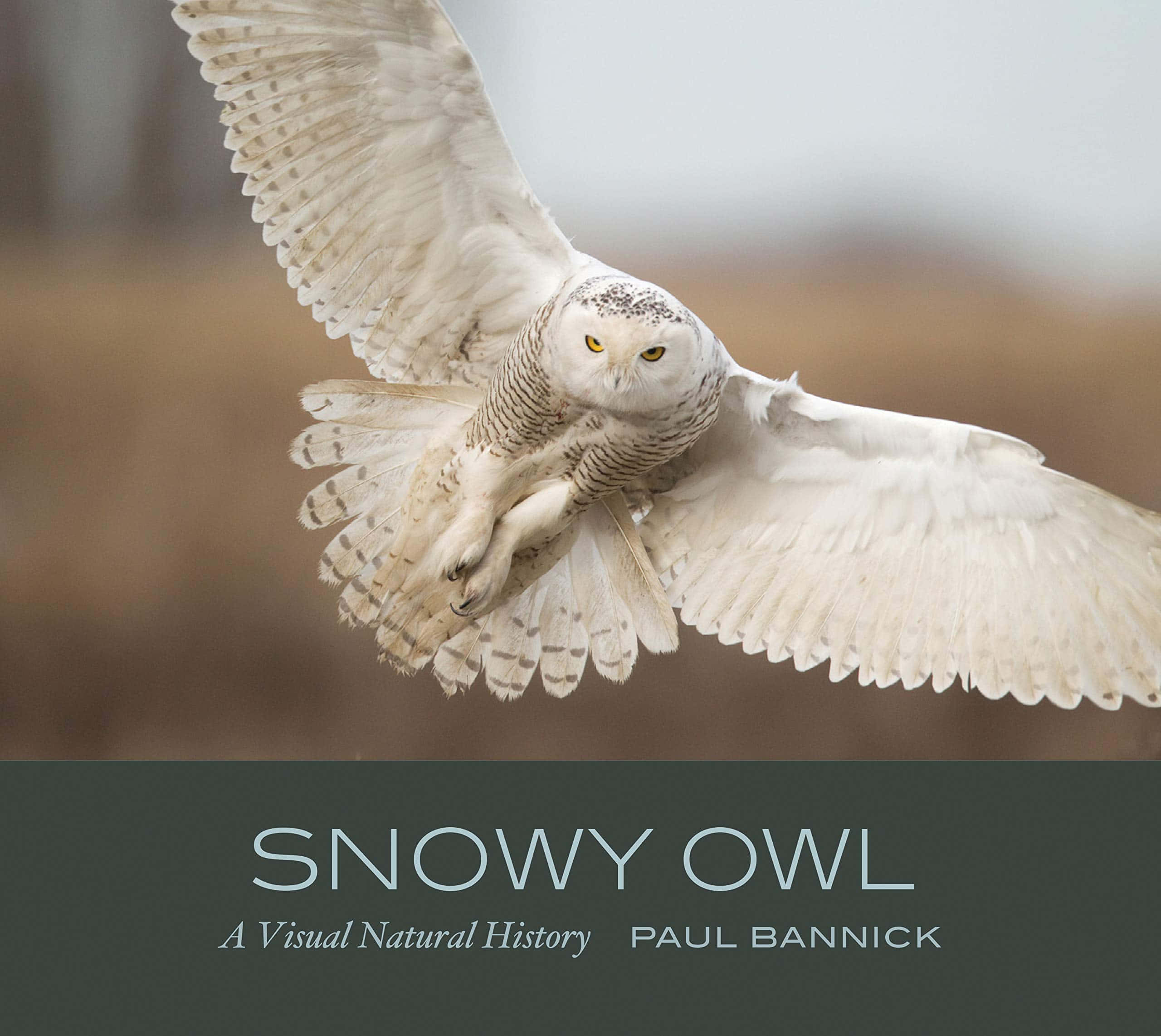 Snowy Owl 桌布 壁紙 — 一隻雪鴞在空中翱翔，翅膀完全展開，背景是柔和模糊的大地色調。