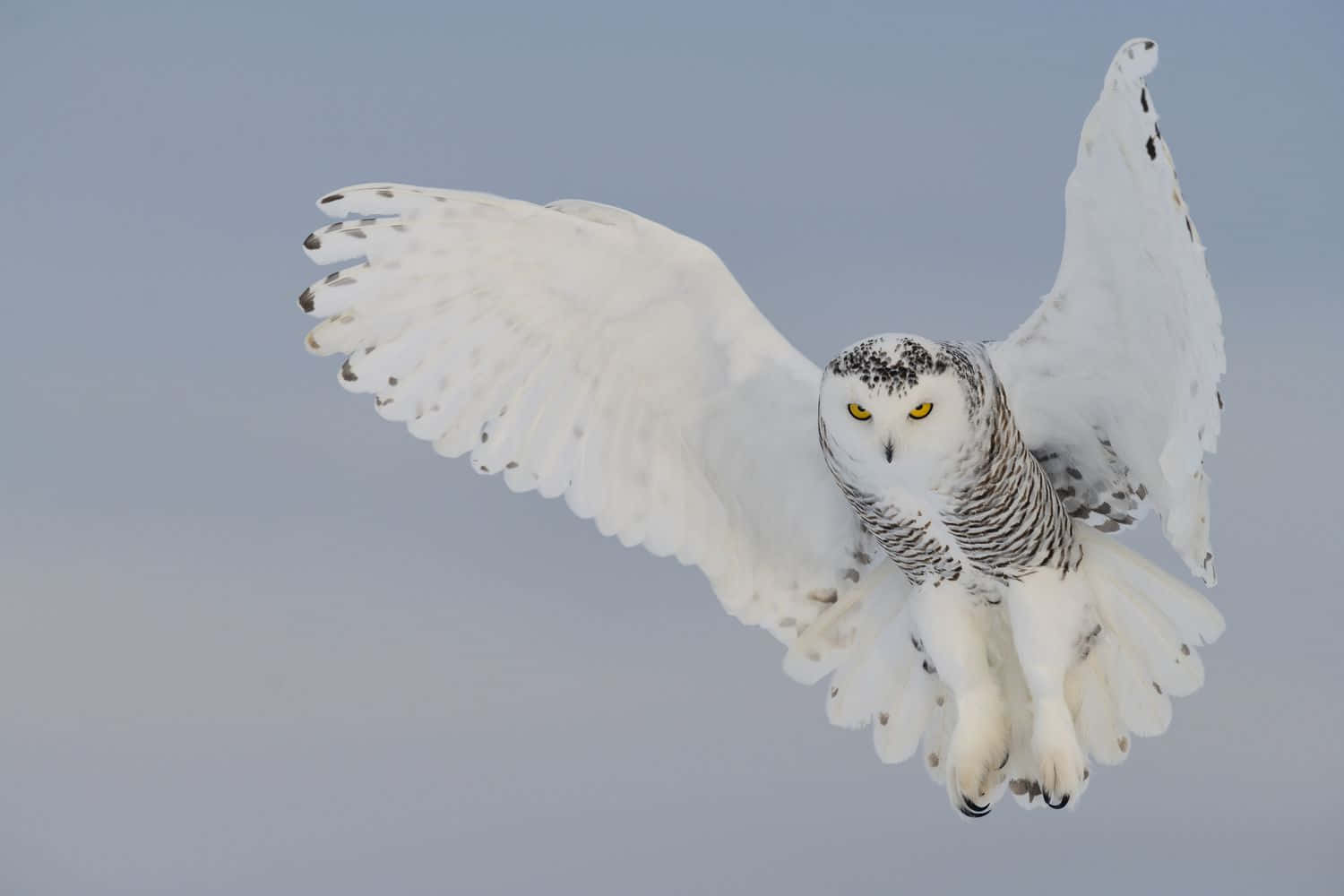 Snowy Owl 桌布 壁紙 — 一隻雪鴞在蒼白的冬日天空中展翅翱翔，黃色的眼睛直視前方。