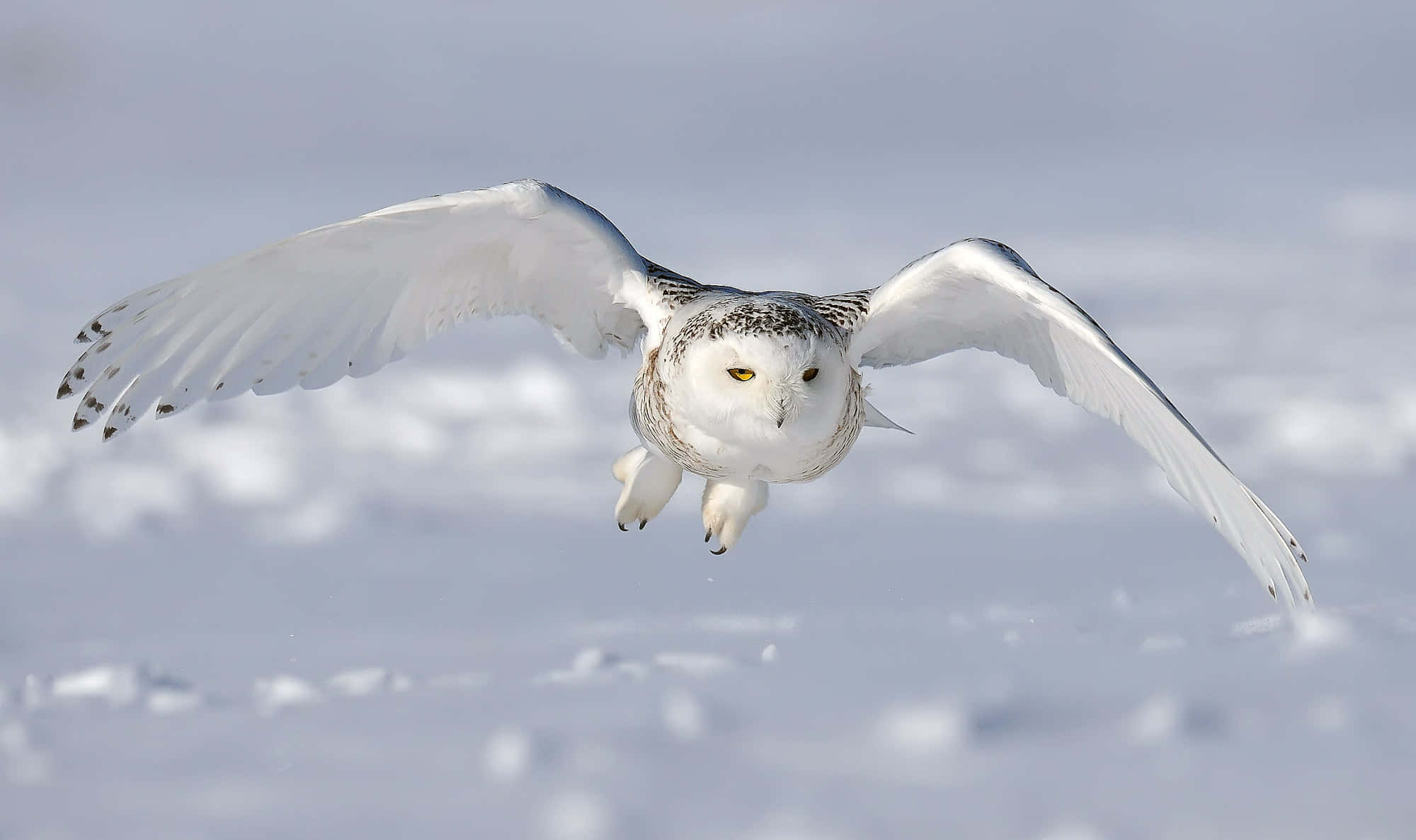Snowy Owl 桌布 壁紙 — 一隻雪鴞在蒼白的天空下，優雅地展開翅膀，翱翔於廣闊的雪原之上。