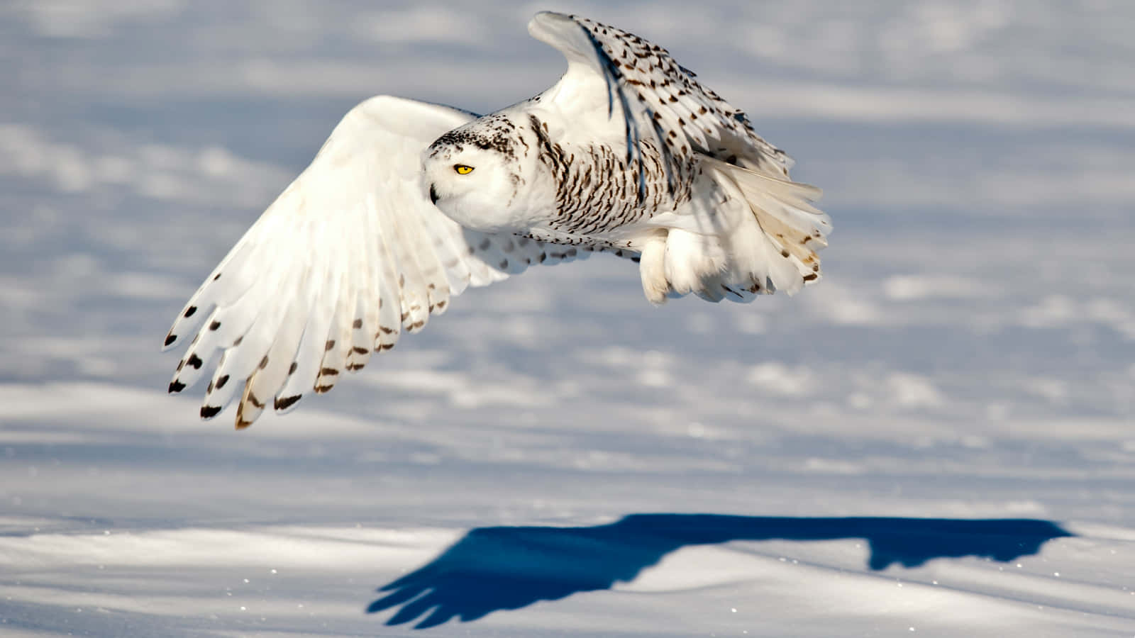Snowy Owl 桌布 壁紙 — 一隻雪鴞在陽光照耀的雪地上優雅地翱翔，下方投下清晰的影子。
