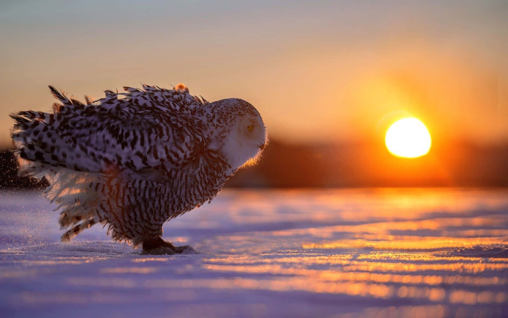 貓頭鷹 桌布 壁紙 — 一隻雪鴞在雪中行走，夕陽將天空染成溫暖的橙色和紫色。
