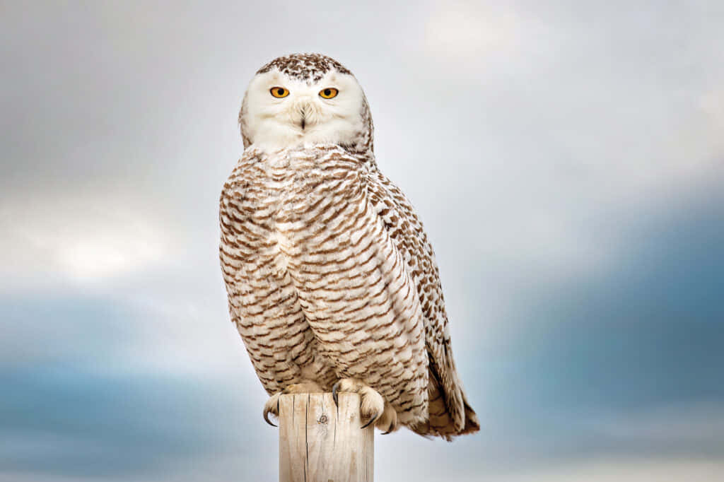 Snowy Owl 桌布 壁紙 — 一隻雪鴞威嚴地棲息在木柱上，背景是柔和的灰藍色天空，眼睛呈現強烈的黃色。