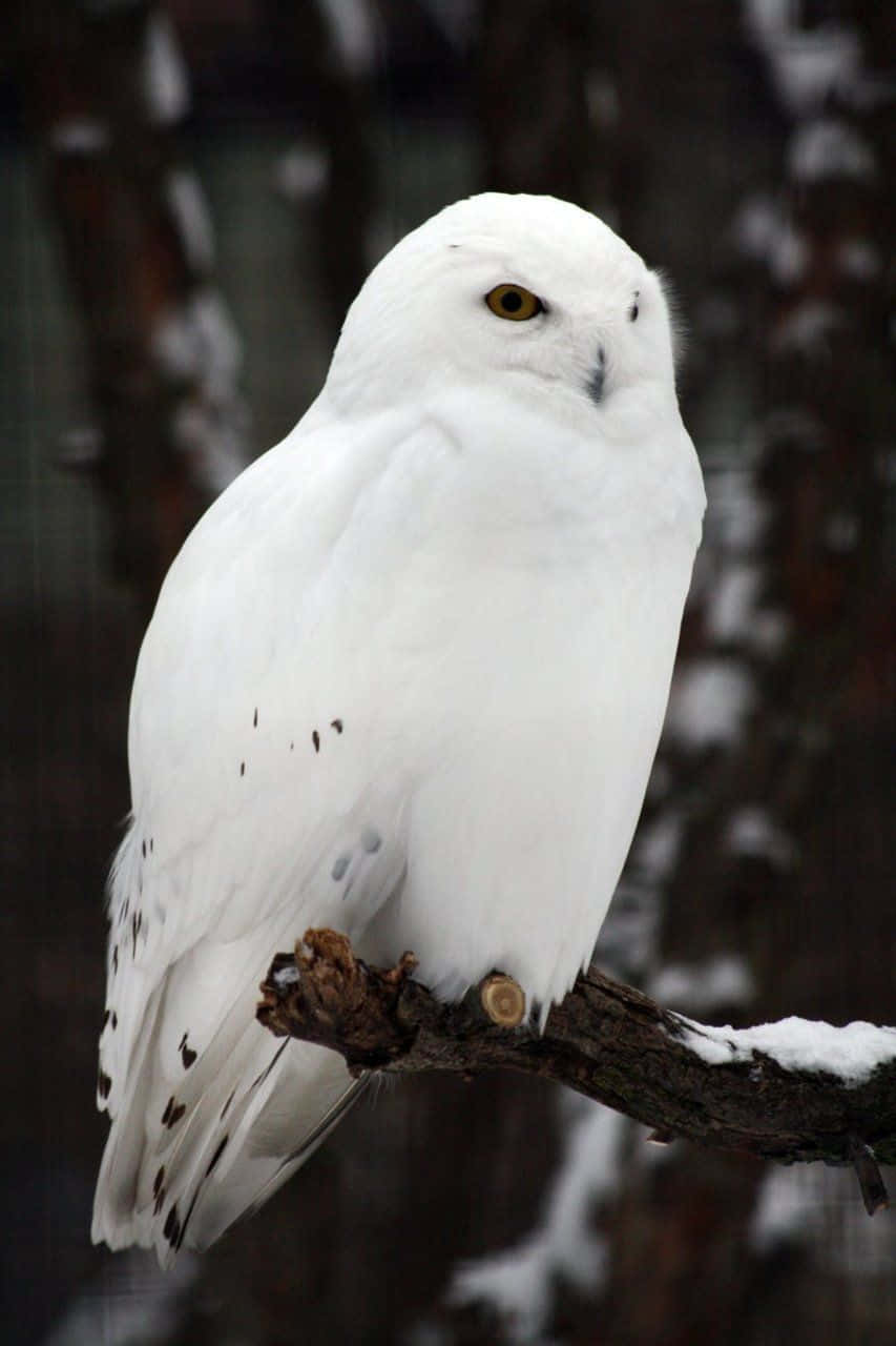 Snowy Owl 桌布 壁紙 — 一隻雪鴞威風凜凜地棲息在灑滿雪的樹枝上，背景是模糊的冬季森林。