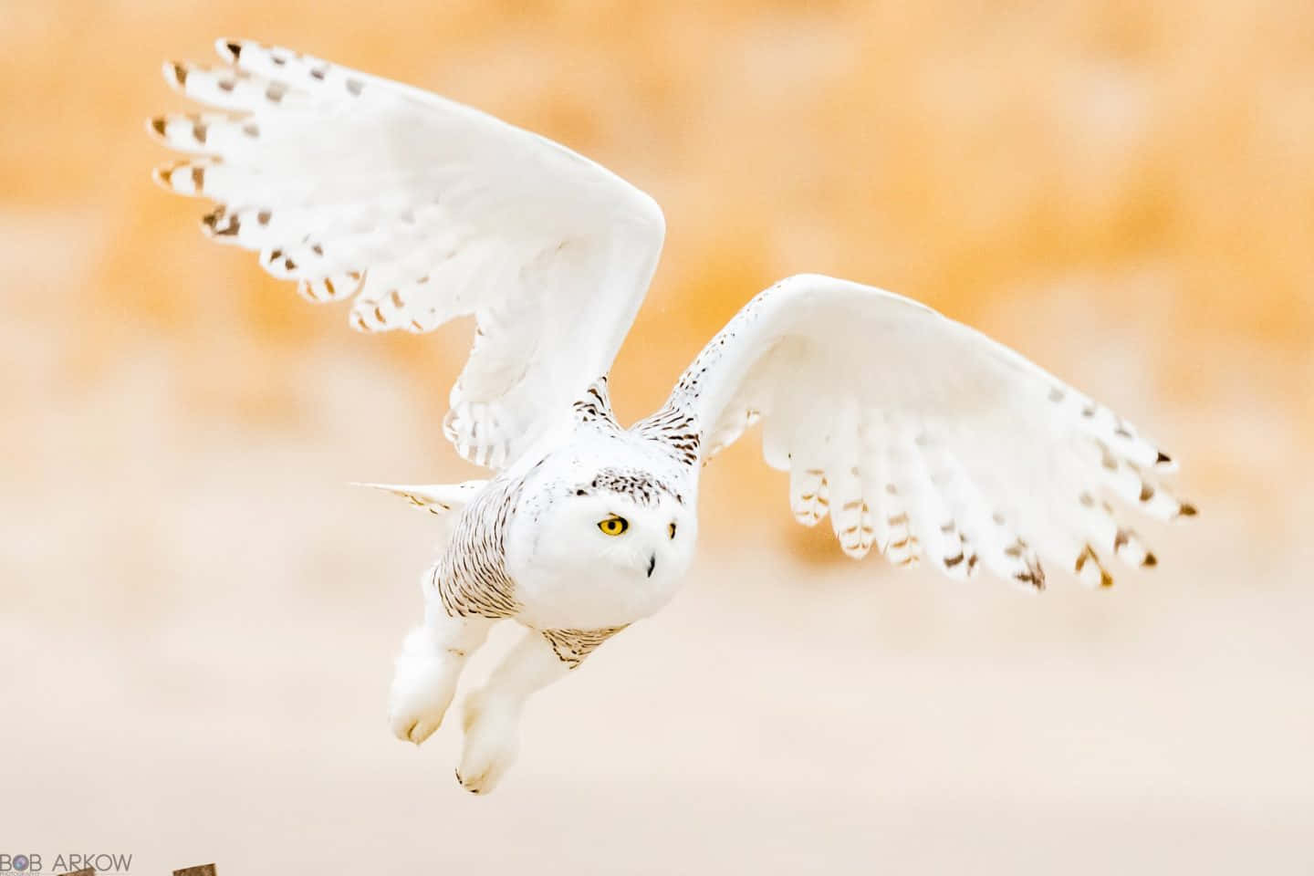Snowy Owl 桌布 壁紙 — 一隻雪鴞展翅翱翔，背景是柔和的金色模糊效果。