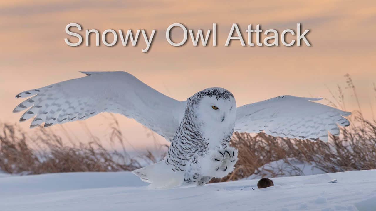 Snowy Owl 桌布 壁紙 — 一隻雪鴞展開翅膀，在日落時低飛過積雪的地面。