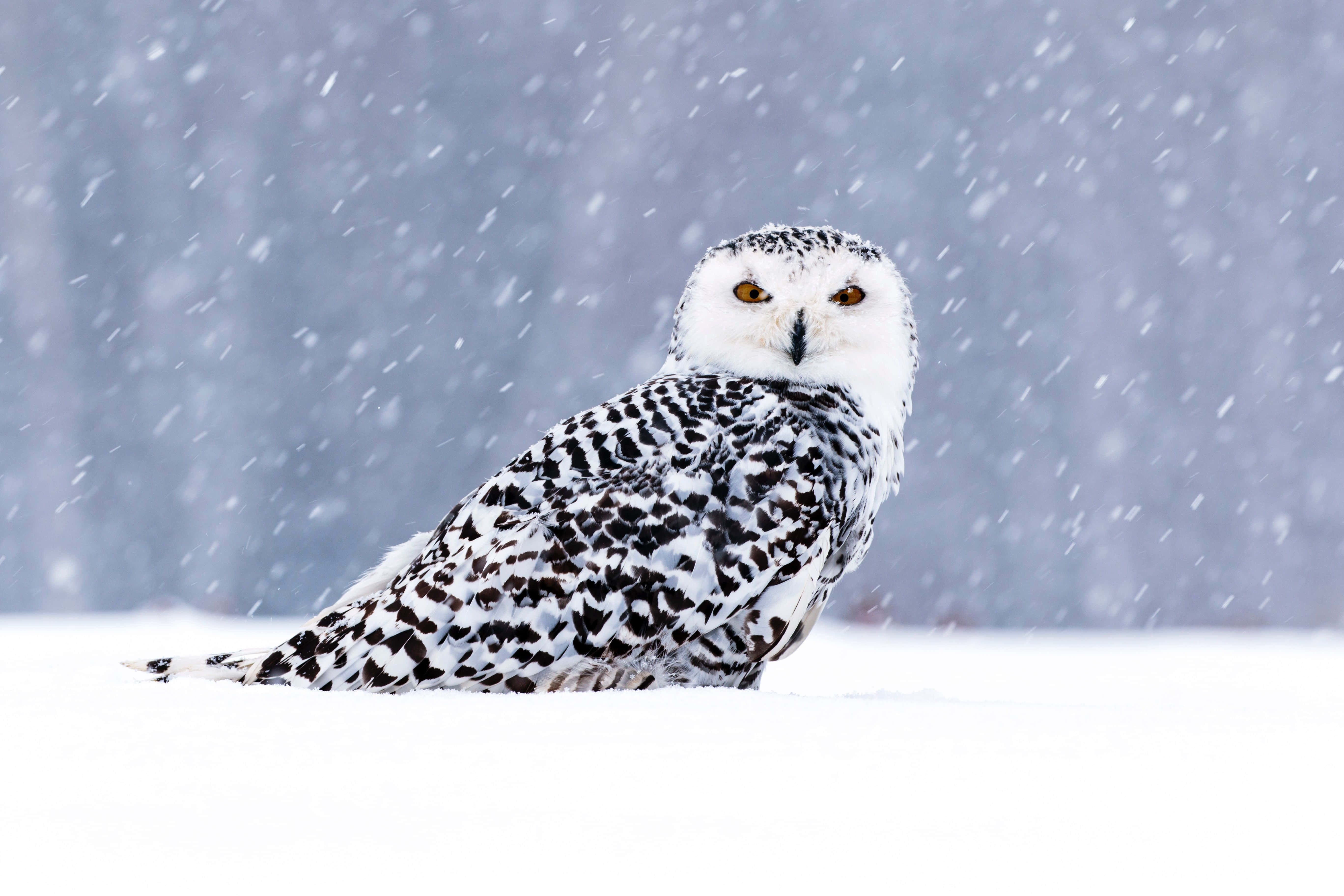Snowy Owl 桌布 壁紙 — 一隻雪鴞擁有引人注目的橙色眼睛，在暴風雪中警覺地坐著，背景是模糊的冬季森林。