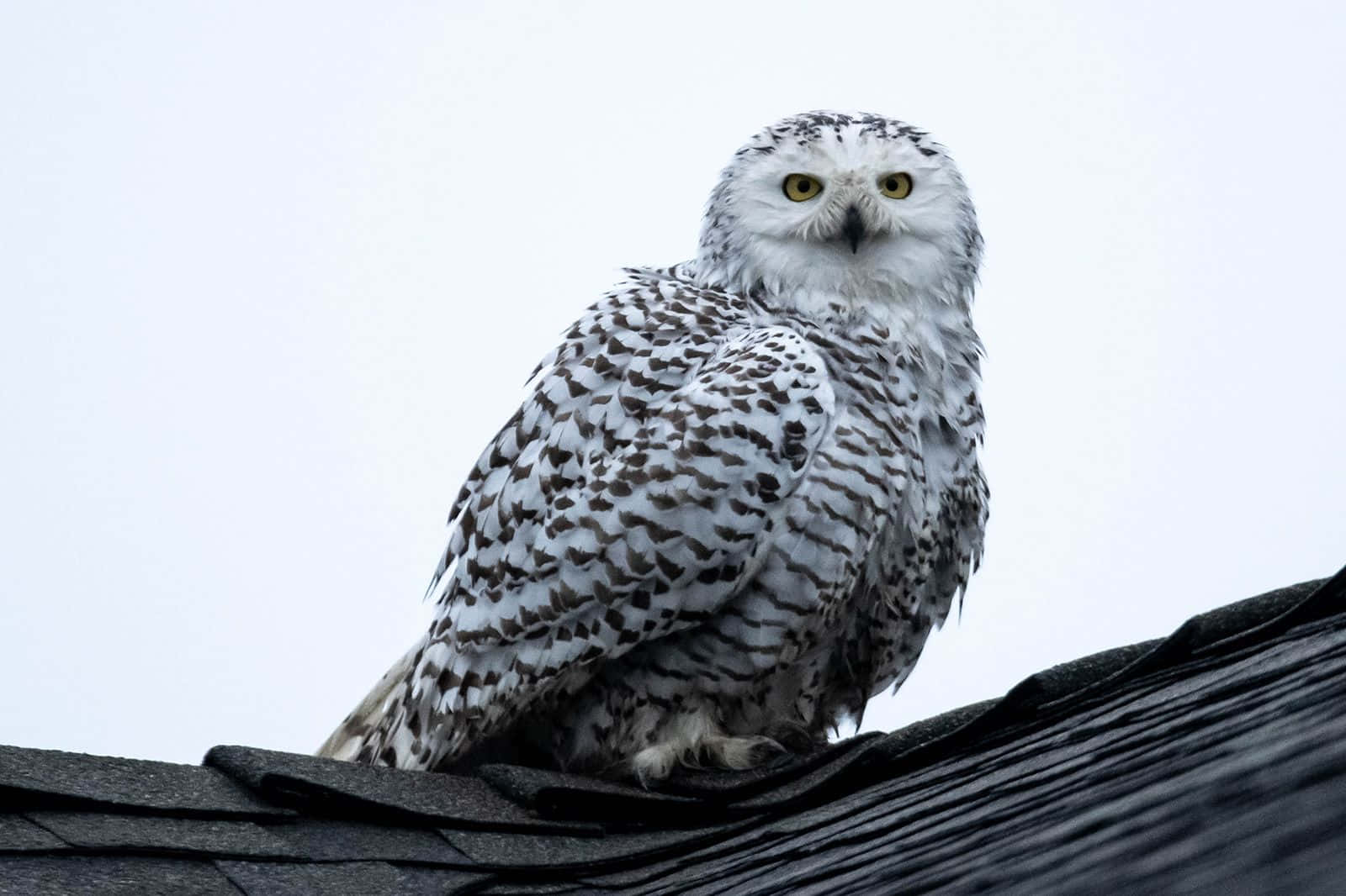 Snowy Owl 桌布 壁紙 — 一隻雪鴞擁有引人注目的黃色眼睛，警覺地棲息在深色屋頂上，背景是蒼白的天空。